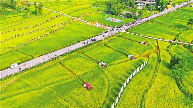 重庆980万亩水稻陆续开镰 大部分将于8月底收割完毕