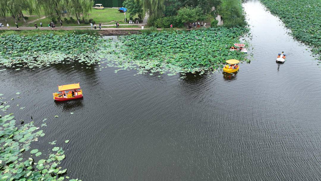 沈阳：满池荷花开，人在画中游