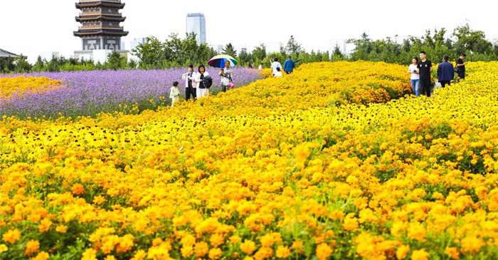 長春：北湖花海 香滿春城_fororder_吉林花海8