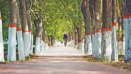 廢棄坑塘蝶變生態公園