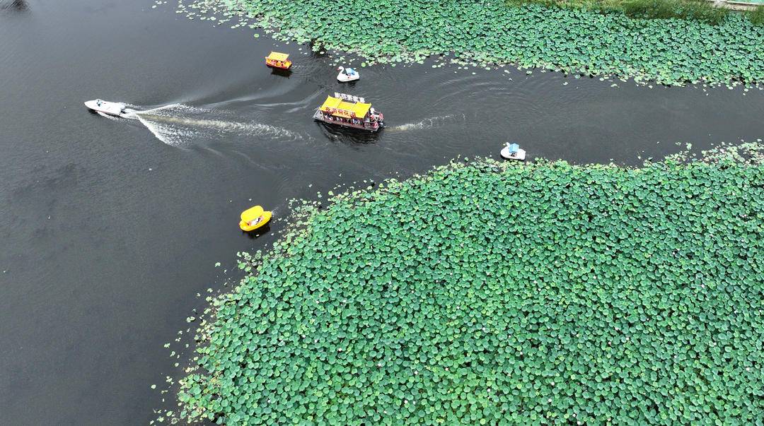 沈阳：满池荷花开，人在画中游