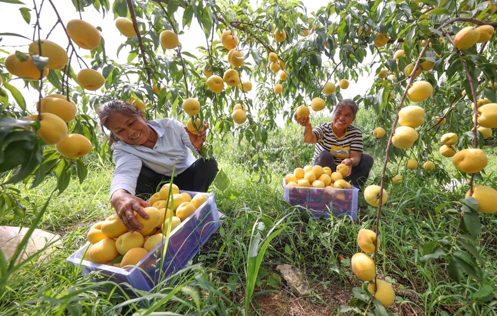 贵州玉屏：黄桃大丰收 采摘正当时_fororder_图片4