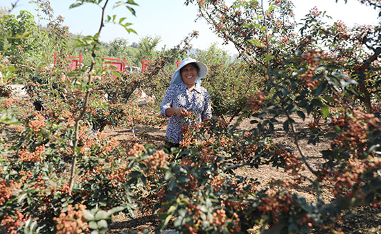 信阳市平桥区：天目山下花椒红_fororder_01