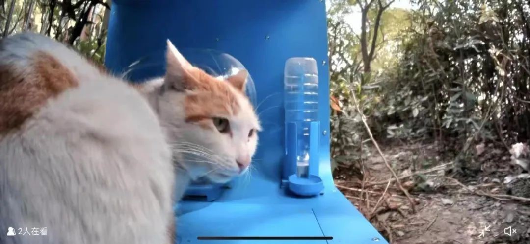 【2023企业社会责任】在闵行 他们给“街猫”安了个特别的“家”……_fororder_3