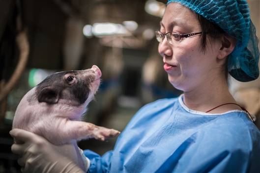 世界首例亨廷頓舞蹈病基因敲入豬在中國誕生