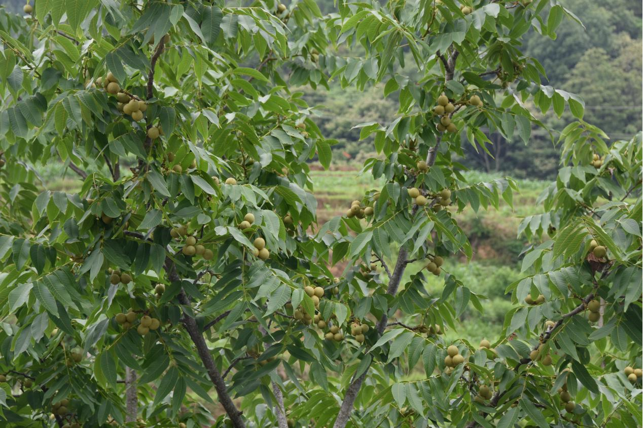 广西凤山：强化科学管护 核桃树硕果累累_fororder_图片15