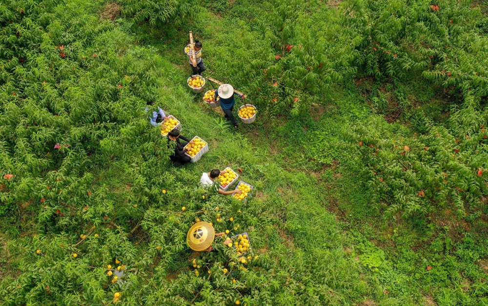 贵州玉屏：黄桃大丰收 采摘正当时_fororder_图片6