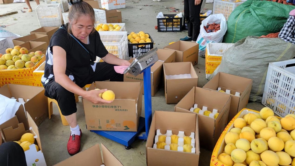 贵州玉屏：黄桃大丰收 采摘正当时_fororder_图片8