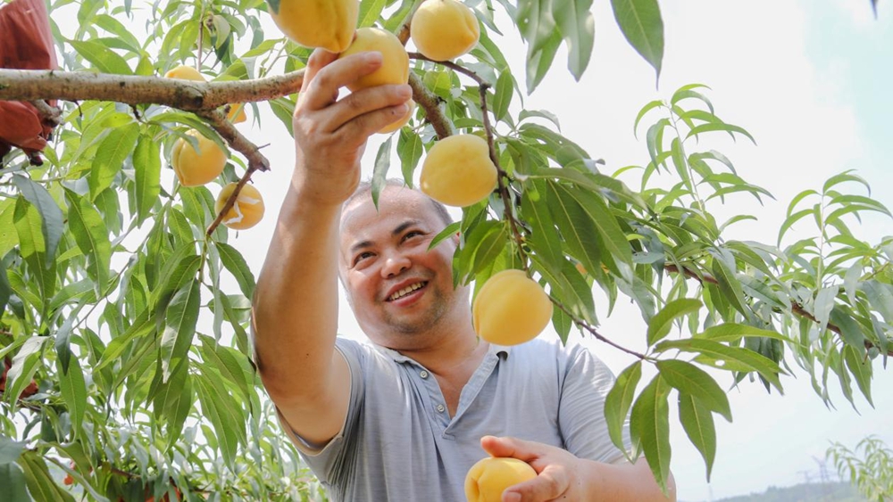 贵州玉屏：黄桃大丰收 采摘正当时_fororder_图片1