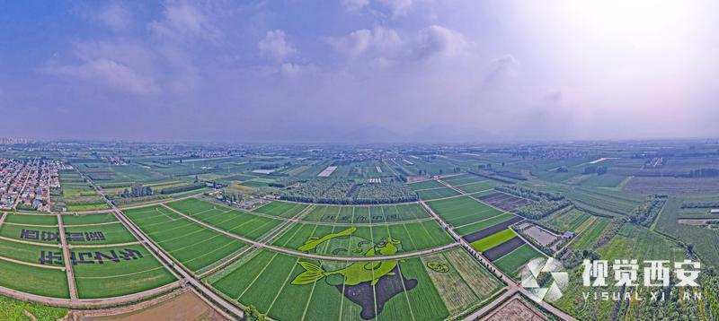 稻田巨画鱼米乡