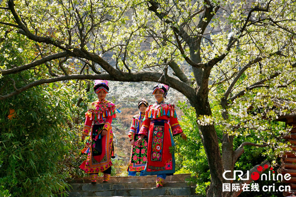 “三月相聚春赏花 五月相约夏摘果” 2018四川茂县万亩脆李花采风行活动启动
