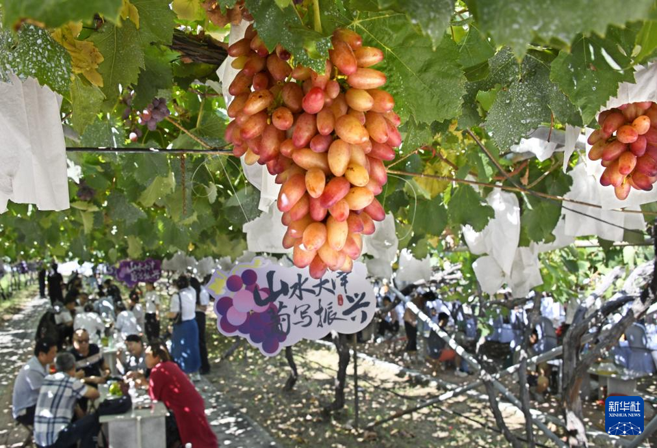 山东平度：葡萄成熟引客来