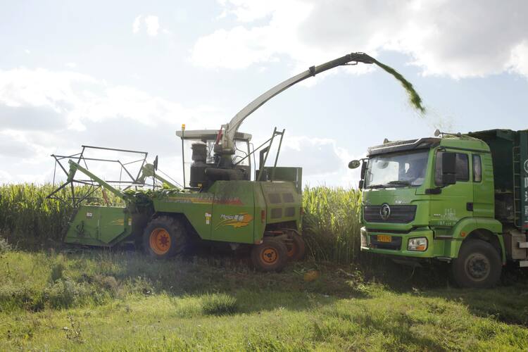 河北丰宁头道沟村：青储饲料收割忙 机械化帮扶“唱主角”_fororder_在丰宁县鱼儿山镇头道沟村，青储机收割青储饲料  拍摄张志强3