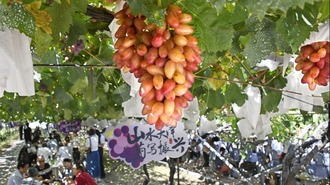 山東平度：葡萄成熟引客來