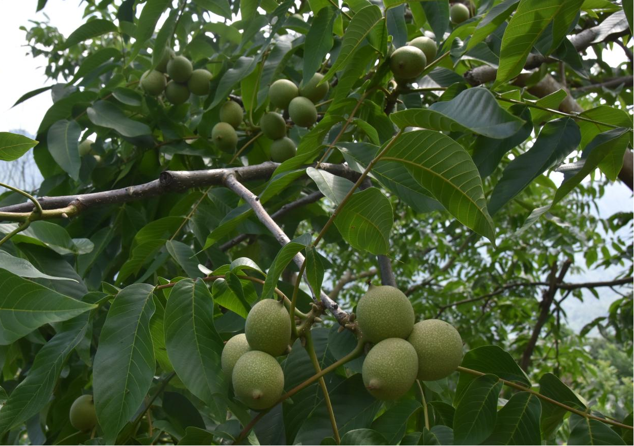 广西凤山：强化科学管护 核桃树硕果累累_fororder_图片14