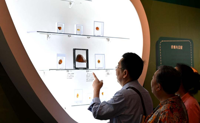 《时空旅行者—全球琥珀珍品展》在石家庄开展