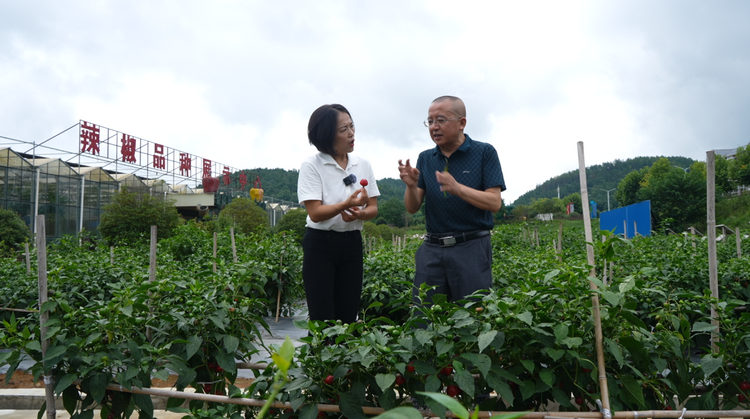 资源禀赋孕育生态贵椒