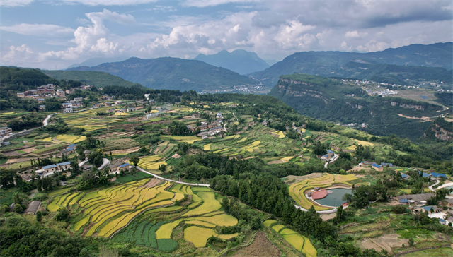 湖北巴东：悬崖梯田遍地黄 稻粒归仓丰收忙_fororder_图片1