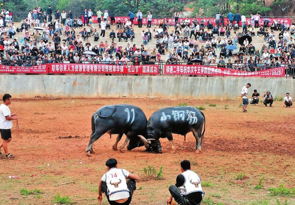 雲南多地歡度火把節 民族文化盛會相繼開展_fororder_7a0
