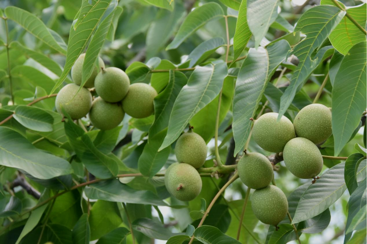 广西凤山：强化科学管护 核桃树硕果累累_fororder_图片13