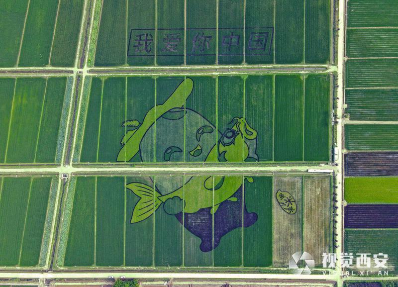 稻田巨画鱼米乡