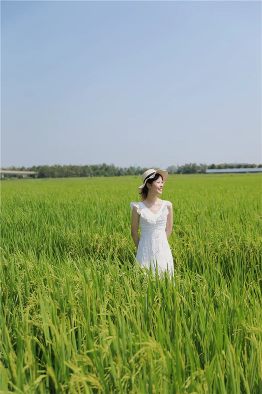 武汉江夏：万亩稻田好“丰”景_fororder_06