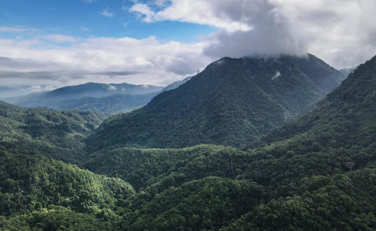 从徒步丈量到一体化监测——科技助力海南热带雨林保护
