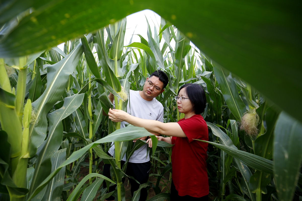 图片默认标题_fororder_满城区农业农村局技术人员查看玉米长势 摄影 田素然