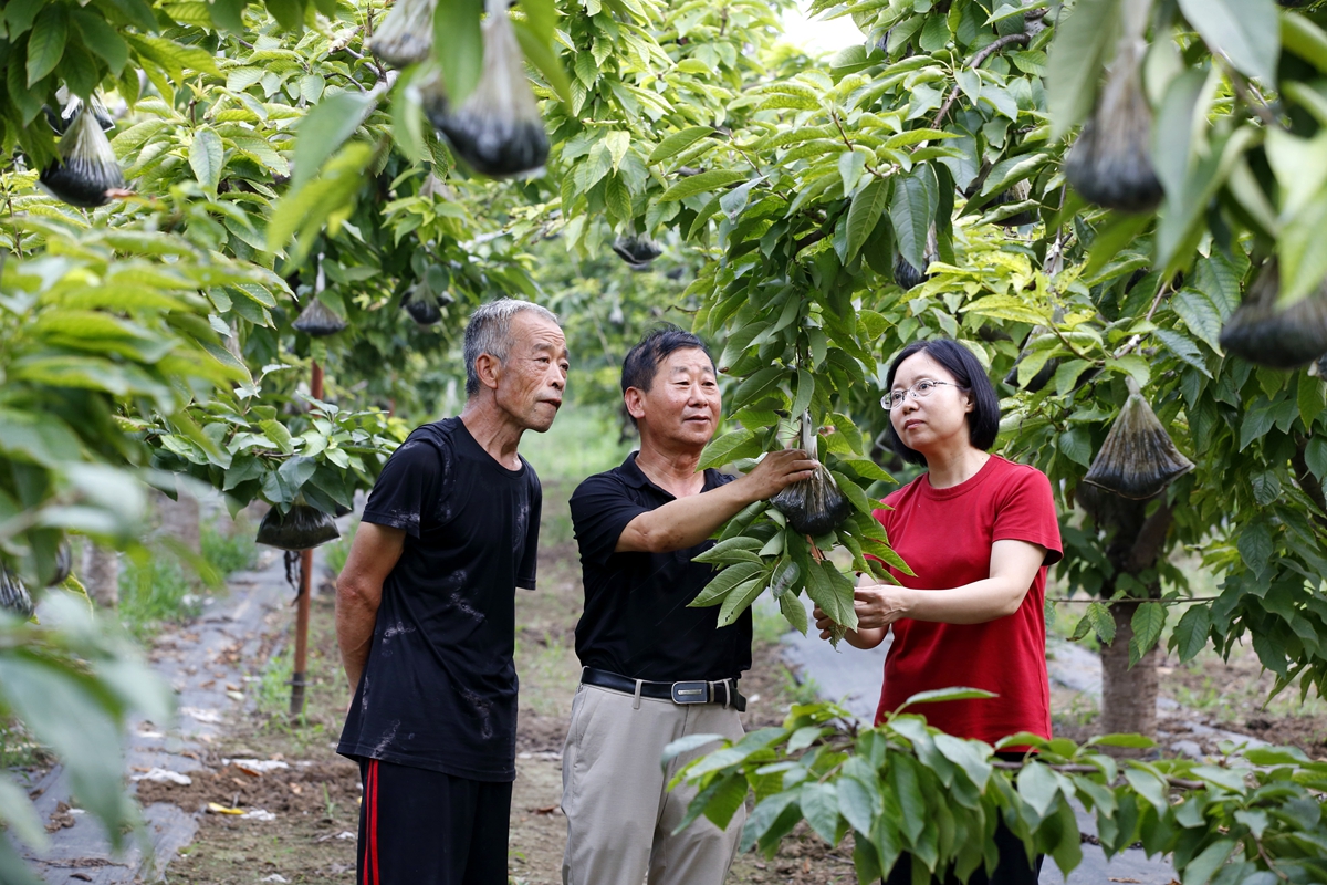 图片默认标题_fororder_农业农村局技术人员指导大豆玉米复合种植 摄影 田素然