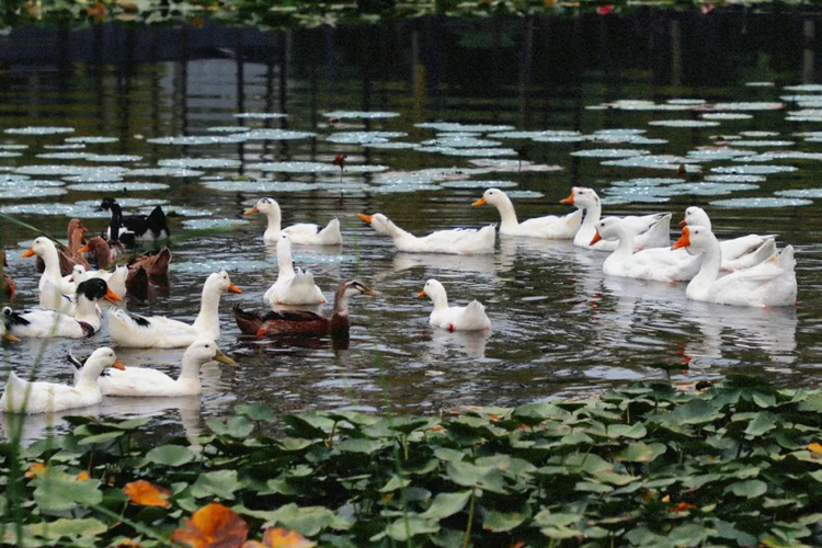 “灃”水寶地賡續千年生機_fororder_圖片3