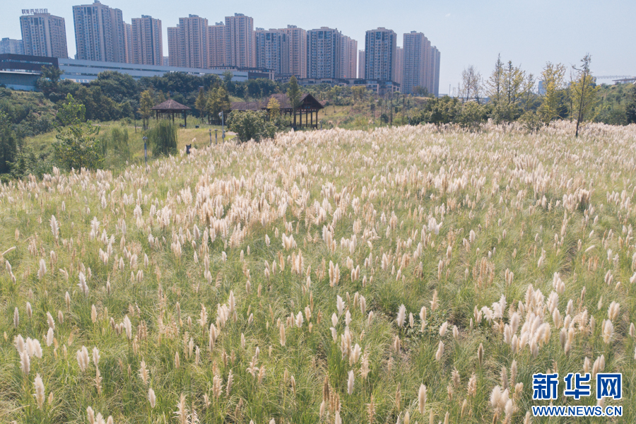 重庆草海湾公园：风轻扬芦苇荡 秋日氛围感美景