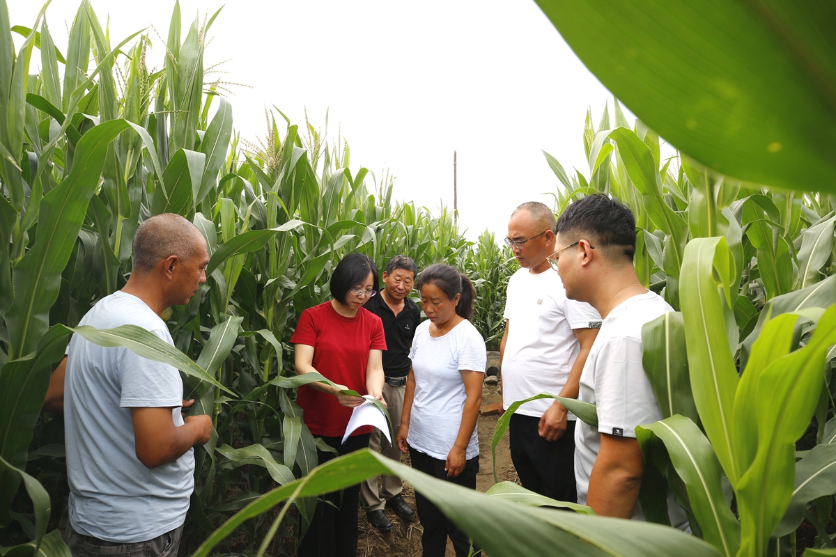 图片默认标题_fororder_满城区农业农村局技术人员指导玉米病虫害防治 摄影 田素然 (2)