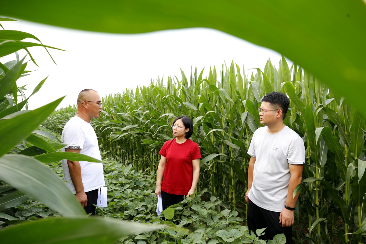 图片默认标题_fororder_满城区农业农村局技术人员指导玉米病虫害防治 摄影 田素然