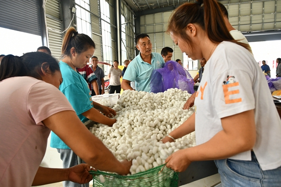 貴州羅甸：發展特色桑蠶産業 助農就業促增收_fororder_工作人員正在收購蠶繭