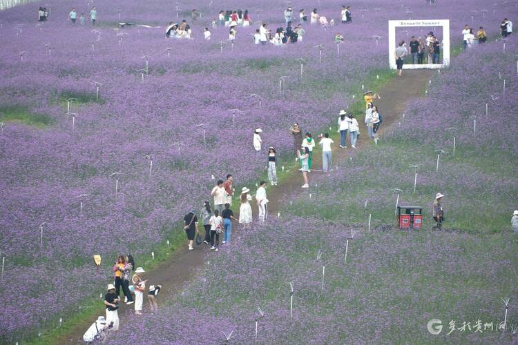 550亩花田如云似霞！六盘水野玉海景区的野鸡坪柳叶马鞭草盛开