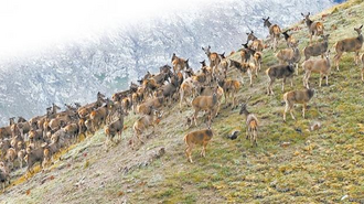 【生态】国家一级野生保护动物白唇鹿群现身祁连山
