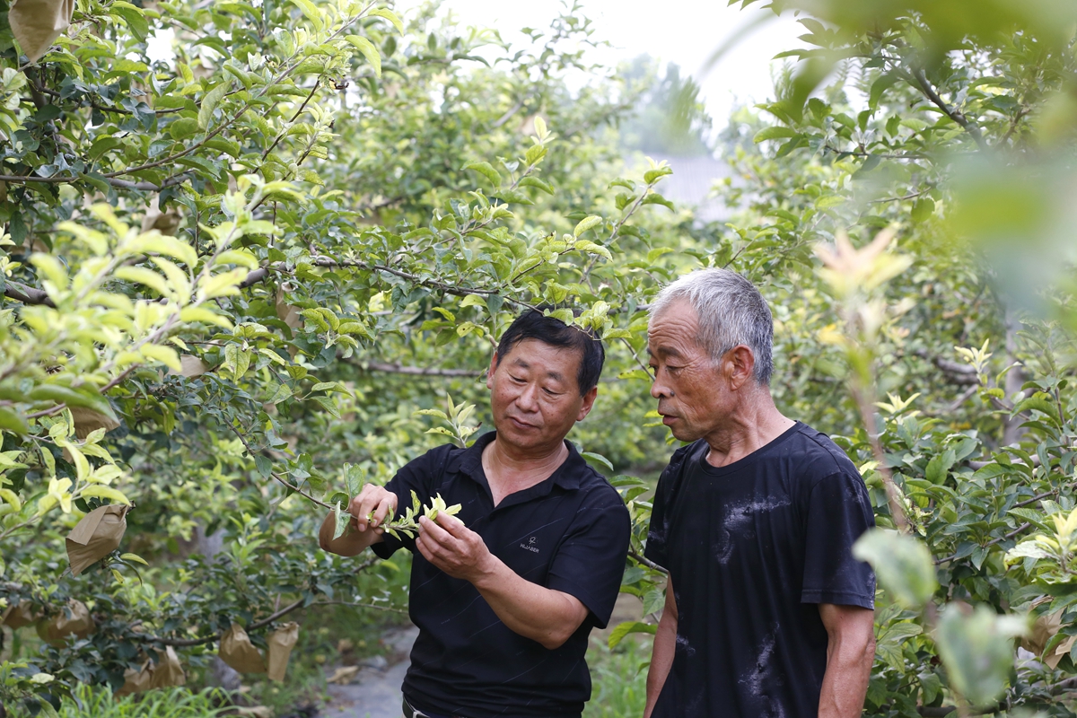 图片默认标题_fororder_满城区农业农村局技术人员指导大豆玉米复合种植 摄影 田素然