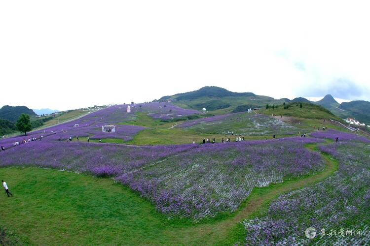 550亩花田如云似霞！六盘水野玉海景区的野鸡坪柳叶马鞭草盛开