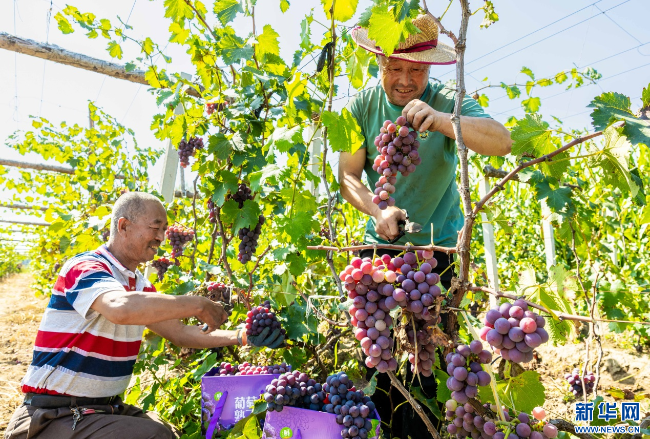 内蒙古呼和浩特：葡萄丰收香满园