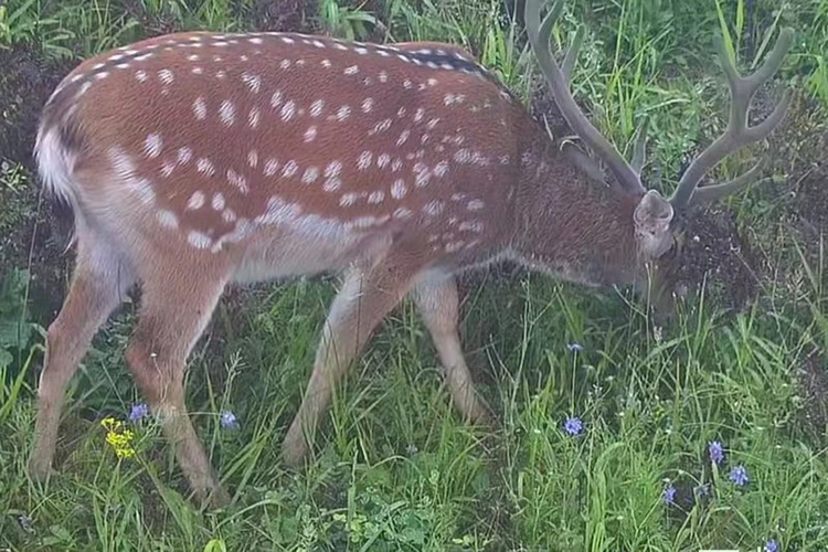 林深时见鹿，延边边境视频监控拍下珍贵的野生梅花鹿镜头