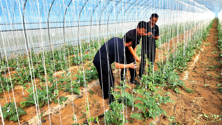 （原创）河北唐县：农业产业化助推乡村振兴_fororder_企业负责人正和北京农科院教授进行交流