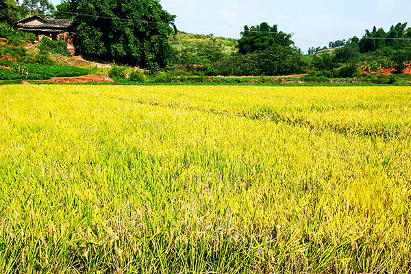 自贡荣县：机收水稻 促进农业现代化进程不断加快_fororder_1水稻进入成熟收获期
