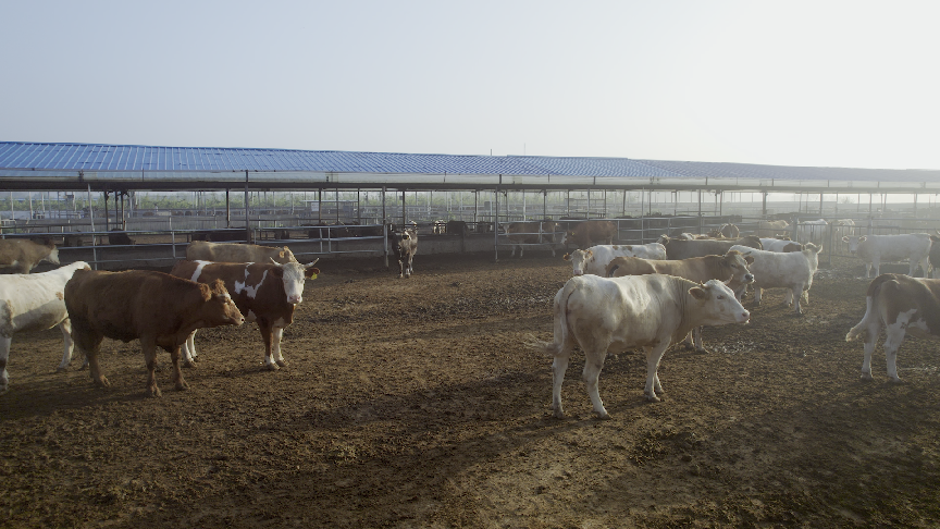 【2023企業社會責任】華為雲攜手五徵集團共建牛羊健康成長動態管理系統 解鎖數字化助農新方式_fororder_1