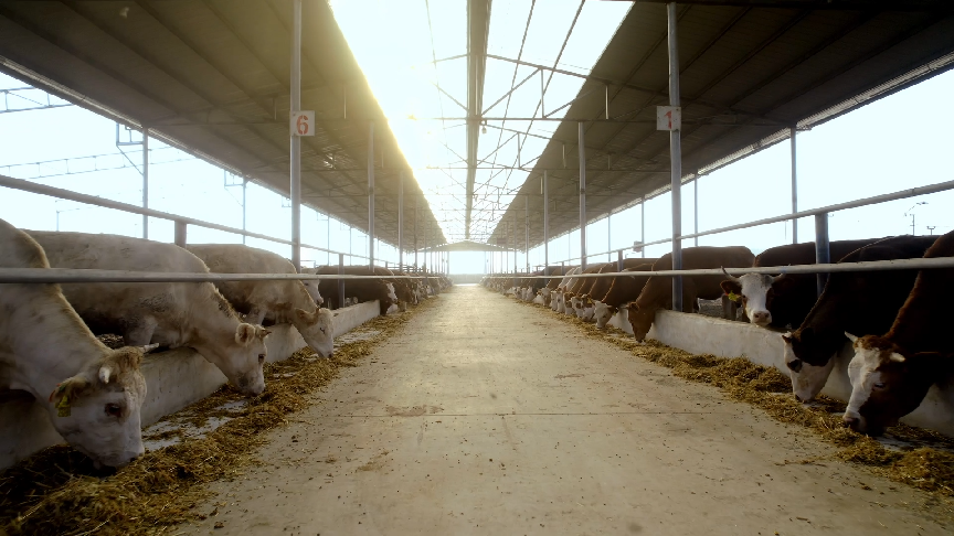 【2023企業社會責任】華為雲攜手五徵集團共建牛羊健康成長動態管理系統 解鎖數字化助農新方式_fororder_4