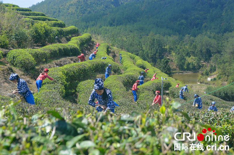 【china news APP】【cri看福建 列表】【国际在线城市频道】永泰举行首届绿茶春茶开采节 助力乡村经济旅游发展