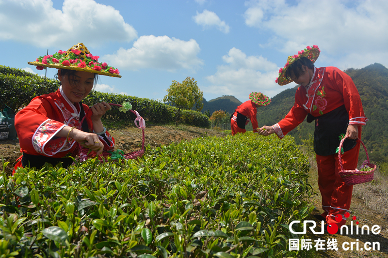 【china news APP】【cri看福建 列表】【國際在線城市頻道】永泰舉行首屆綠茶春茶開採節 助力鄉村經濟旅遊發展