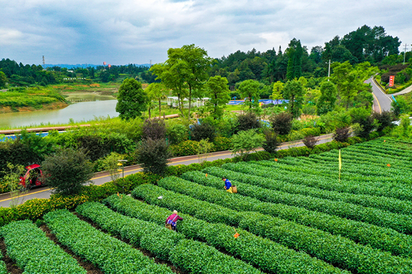 雅安名山：以“路长制”为重要抓手 构建农村交通发展新格局_fororder_名山茶园-供图-名山区委宣传部