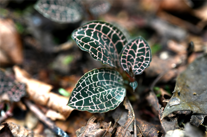 首个全国生态日婺城发现浙江金线兰