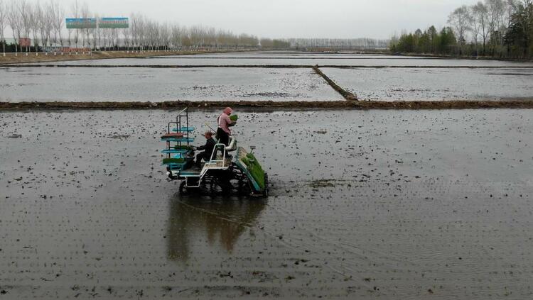 庆安：“机械化+数字化”助力水稻插秧高质量启动