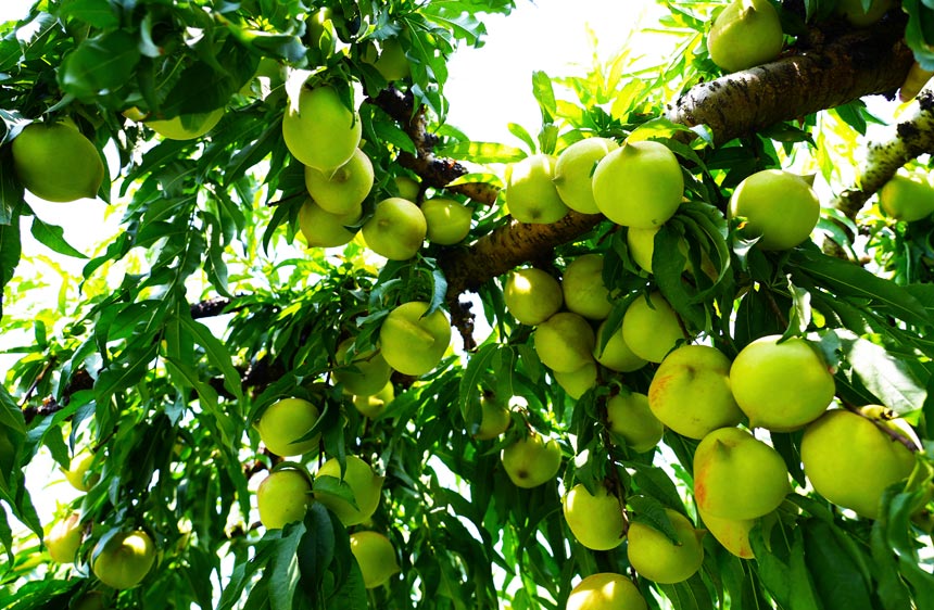 广西钟山：鹰嘴桃产销两旺富果农